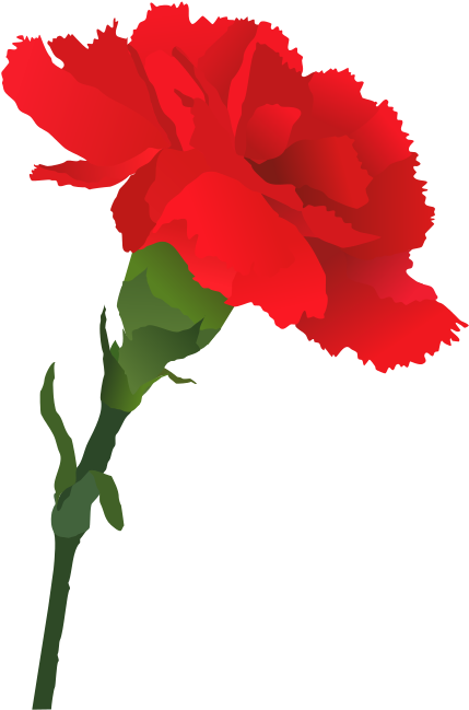 Red Carnation Vector Illustration PNG
