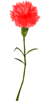 Red Carnation Vector Illustration PNG