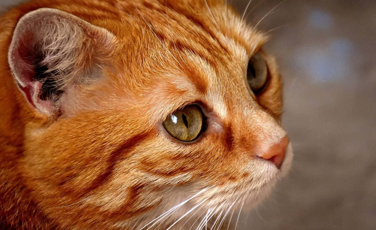 Vibrant Red Cat with Striking Eyes Wallpaper