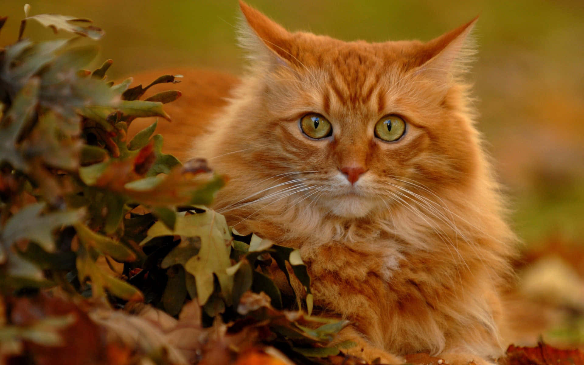 Captivating Red Cat Gazing Intently Wallpaper