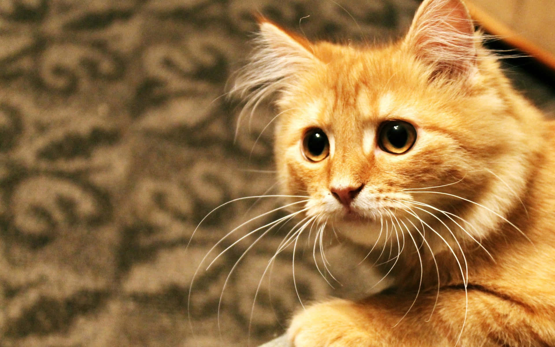 Adorable Red Cat Relaxing on the Floor Wallpaper