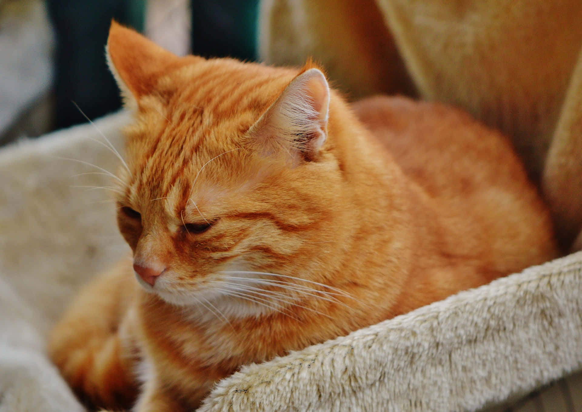 Рыжие породы кошек с фотографиями. Европейская короткошерстная кошка рыжая. Европейский короткошерстный кот рыжий. Макрелевый табби рыжий. Тигровый макрелевый табби рыжий.