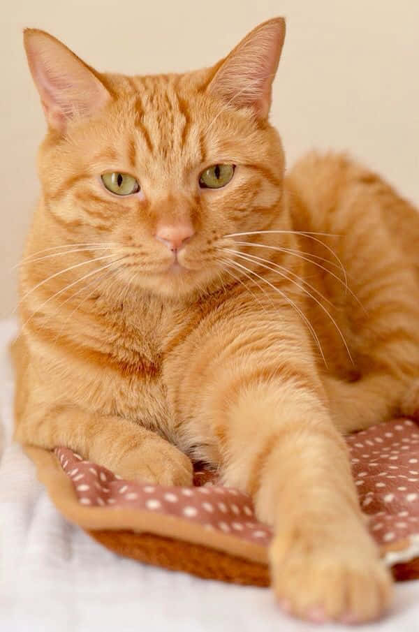 Adorable red cat sitting comfortably and gazing curiously Wallpaper