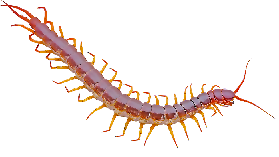 Red Centipede Closeup PNG