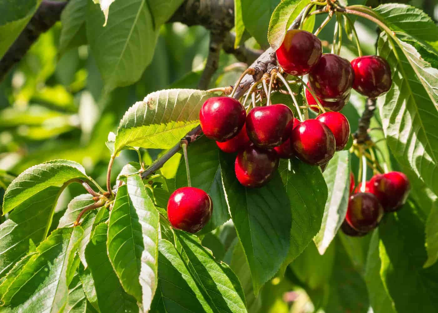 A Vibrant Bunch of Fresh Red Cherries Wallpaper
