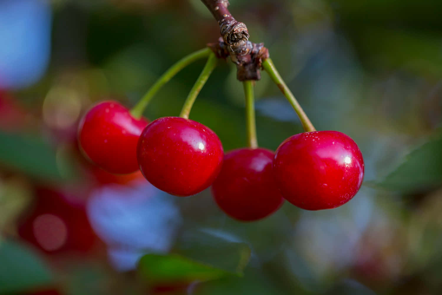 Deliciosascerezas Rojas En Una Rama De Árbol. Fondo de pantalla