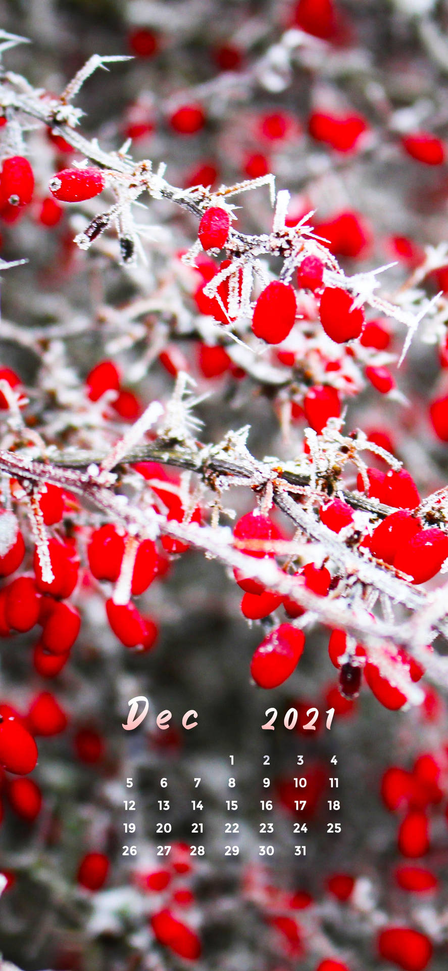 Red Cherries December 2021 Calendar