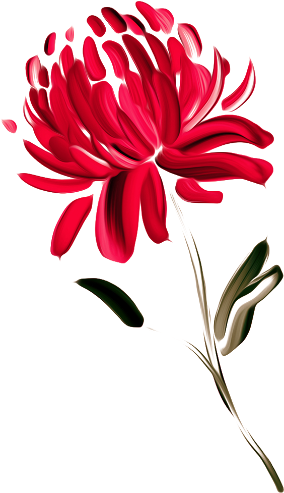 Red Chrysanthemum Artistic Representation PNG