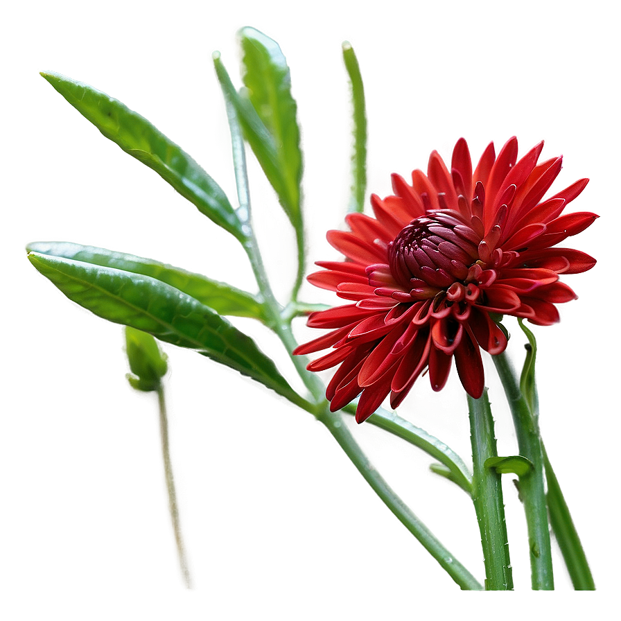 Red Chrysanthemum Closeup Png Ffb48 PNG