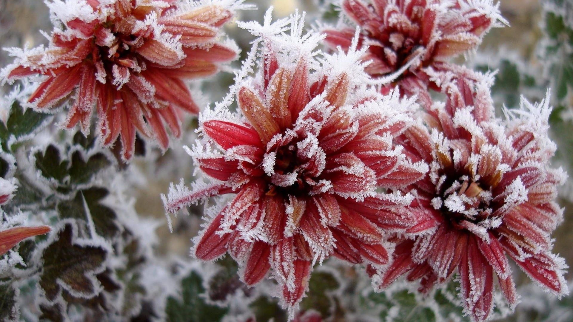 Rød Krysantemum Blomster Frost Wallpaper