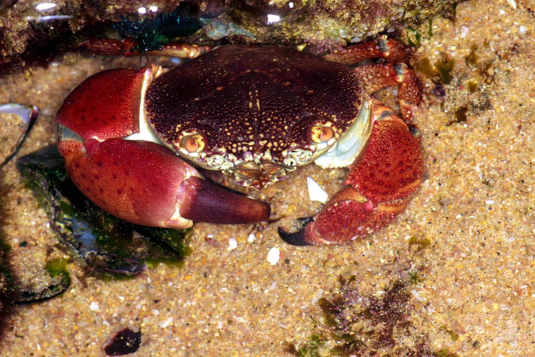 Kepiting Xanthid Berclaw Merah Di Pasir Wallpaper