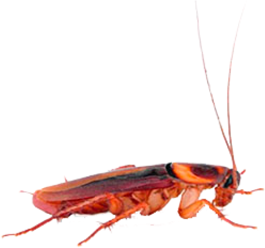 Red Cockroach Profile PNG