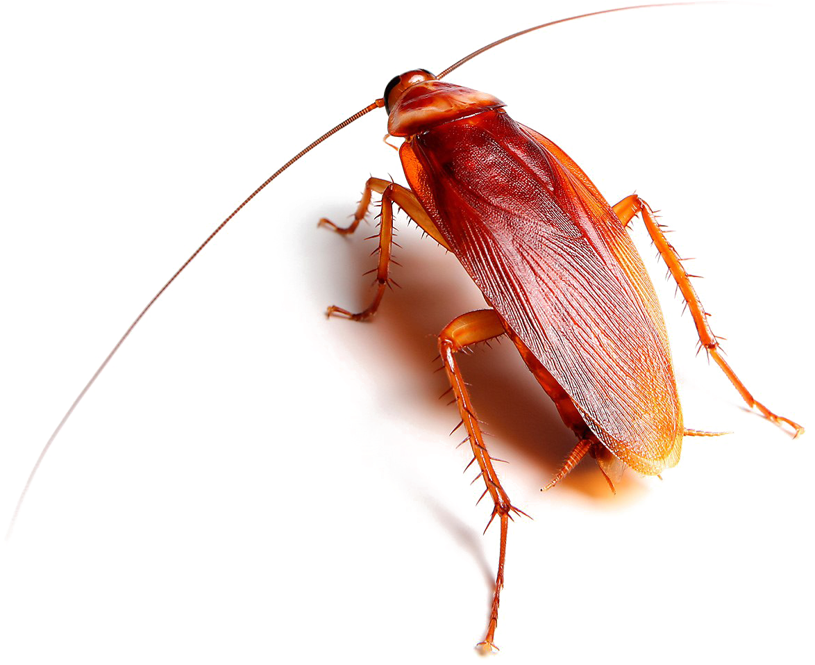 Red Cockroach Transparent Background PNG