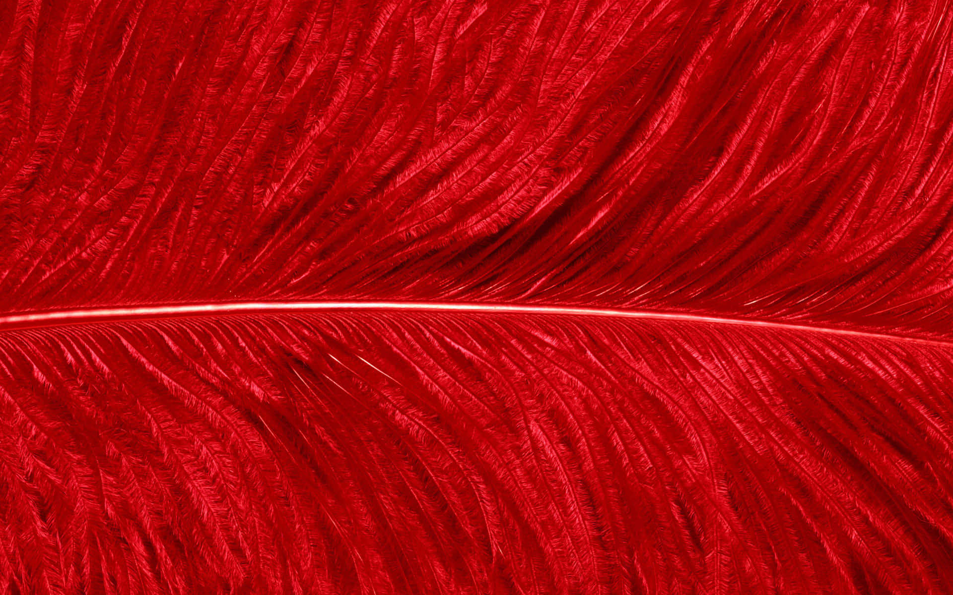 Feather Texture Red Colour Picture