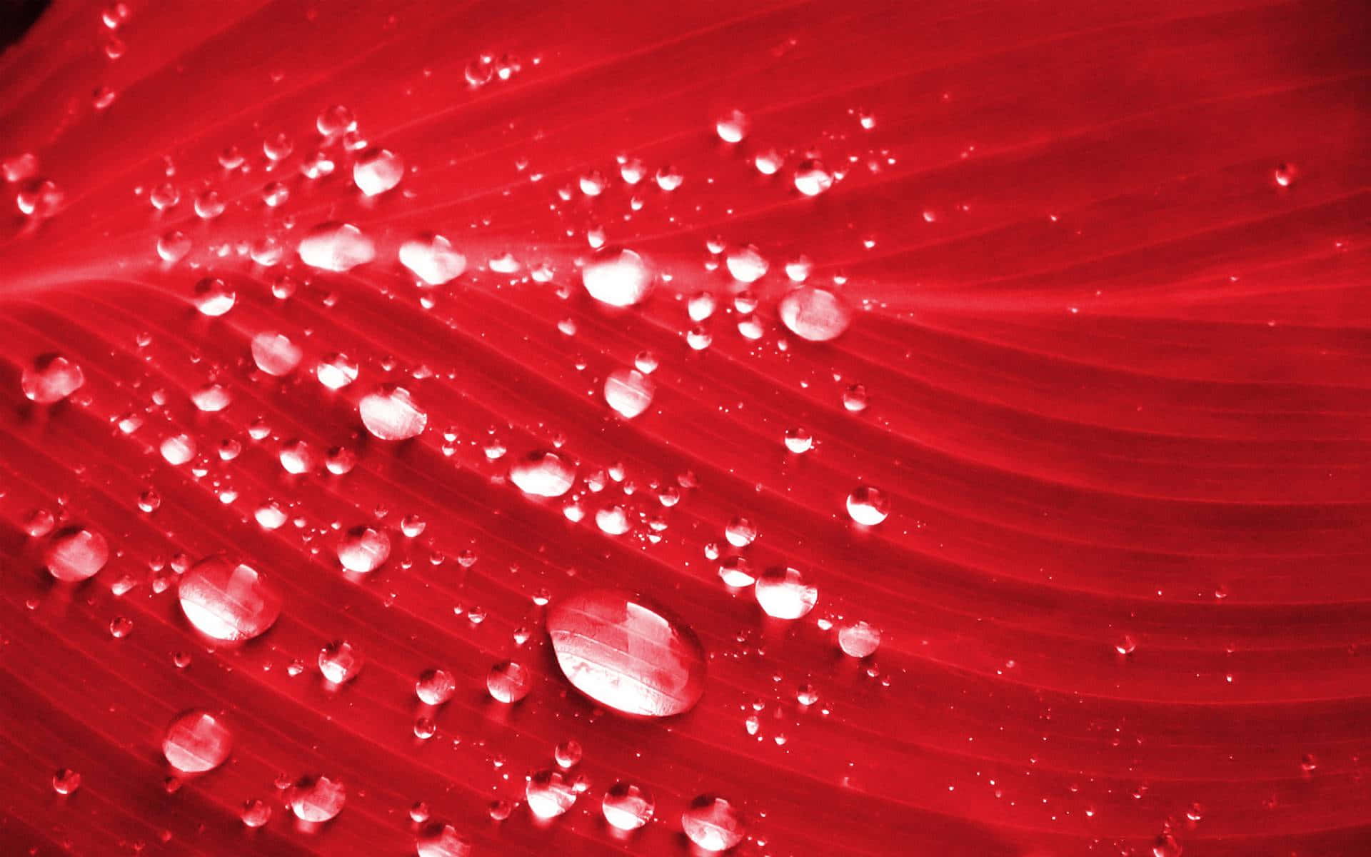 Water Drops Red Colour Leaf Picture