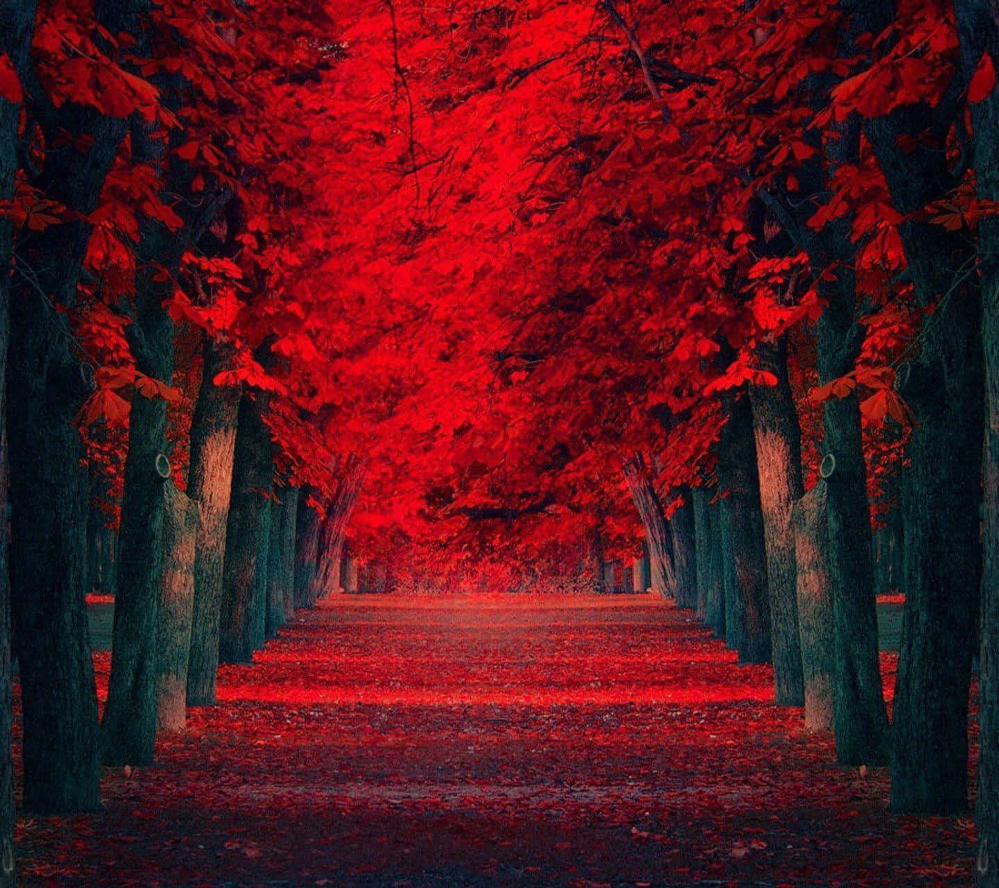 Rød Farve Efterår Træer Billede Tapet
