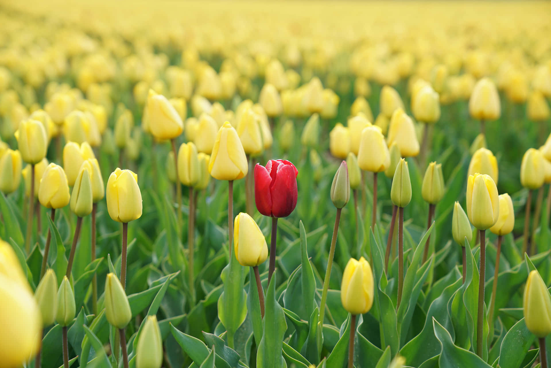 Red Conspicuous Tulip Wallpaper