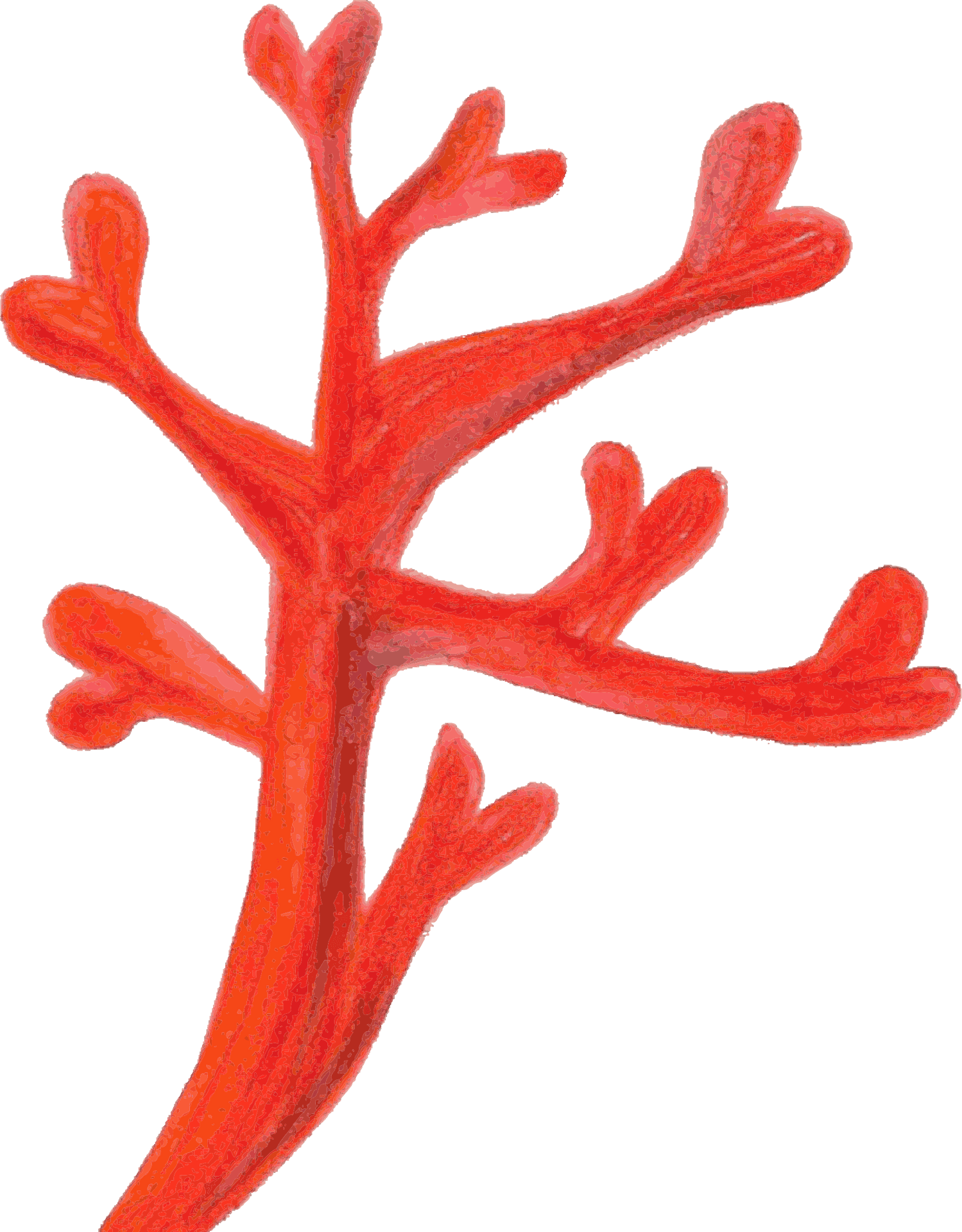 Red Coral Branch Isolated PNG