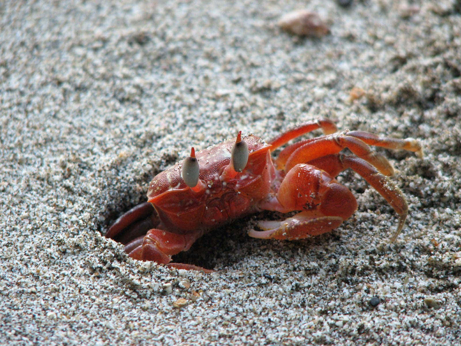 Red Crab Emerging From Sand.jpg Wallpaper