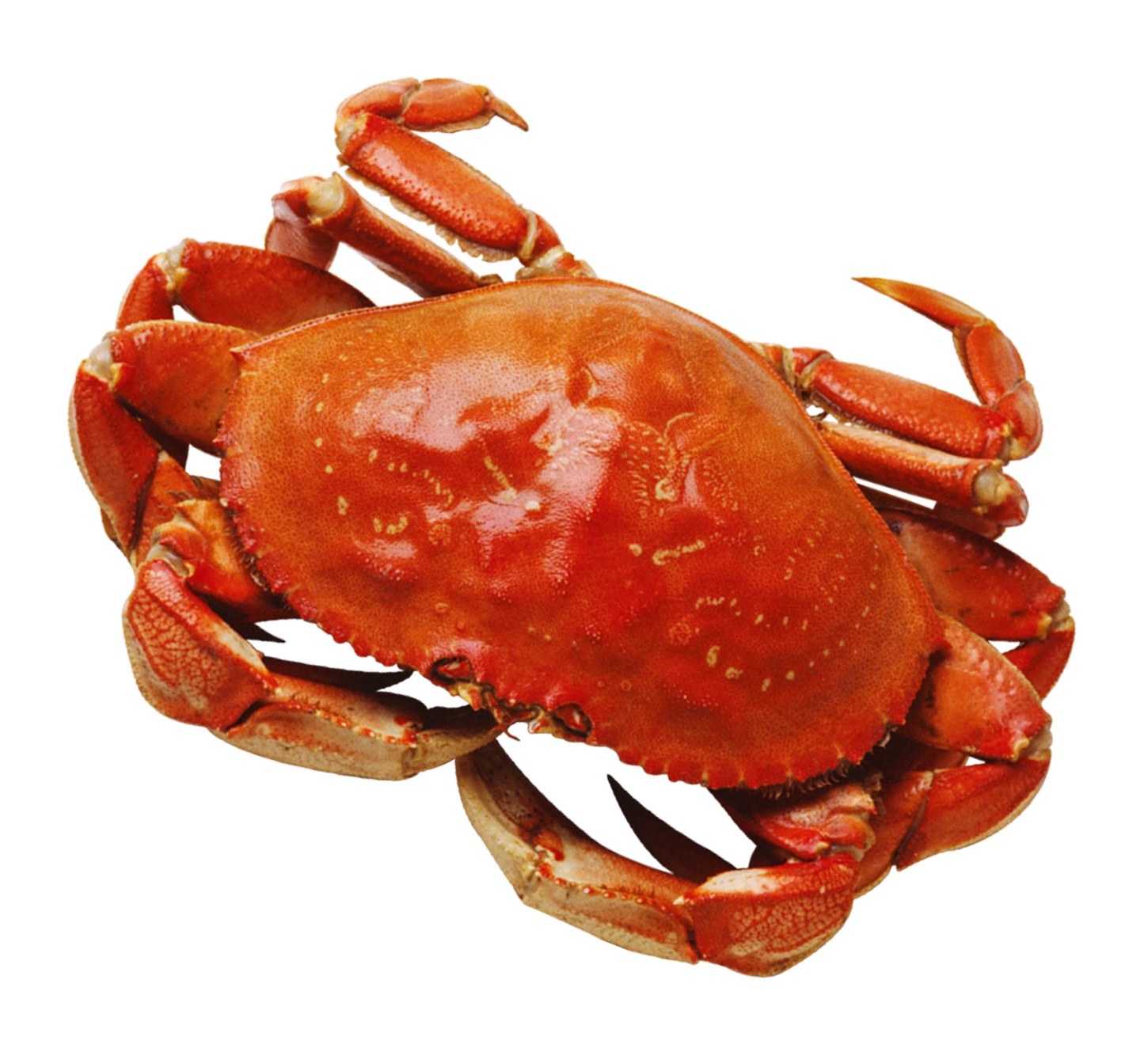 Red Crab Isolatedon Blue Background.png PNG