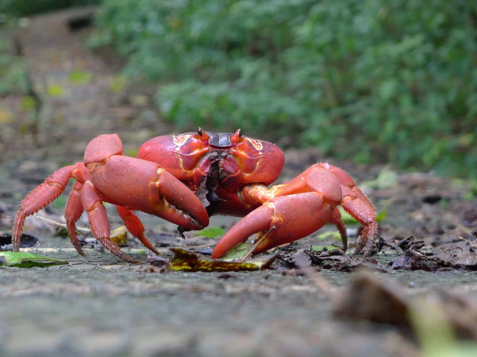 Red Crab On Forest Floor.jpg Wallpaper
