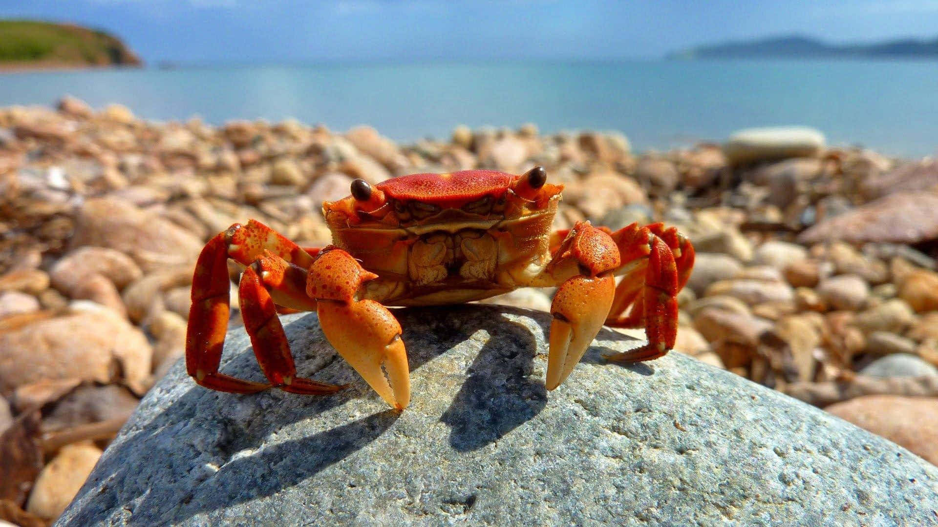Red Crab On Rocky Beach Wallpaper