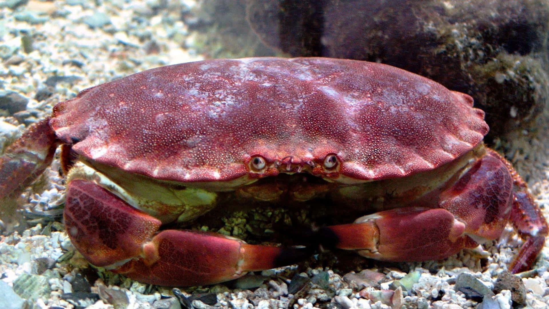 Red Crab On Sandy Bottom.jpg Wallpaper