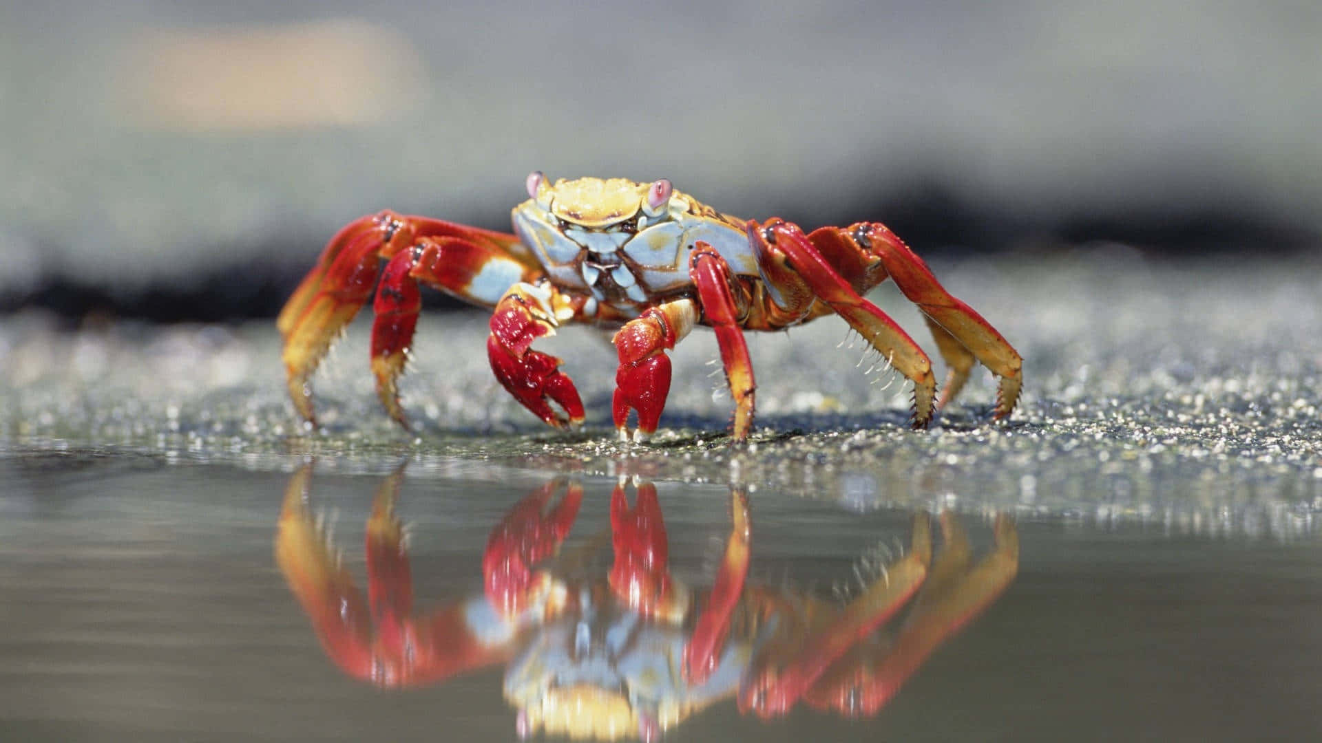 Red Crab Reflectionon Wet Sand Wallpaper