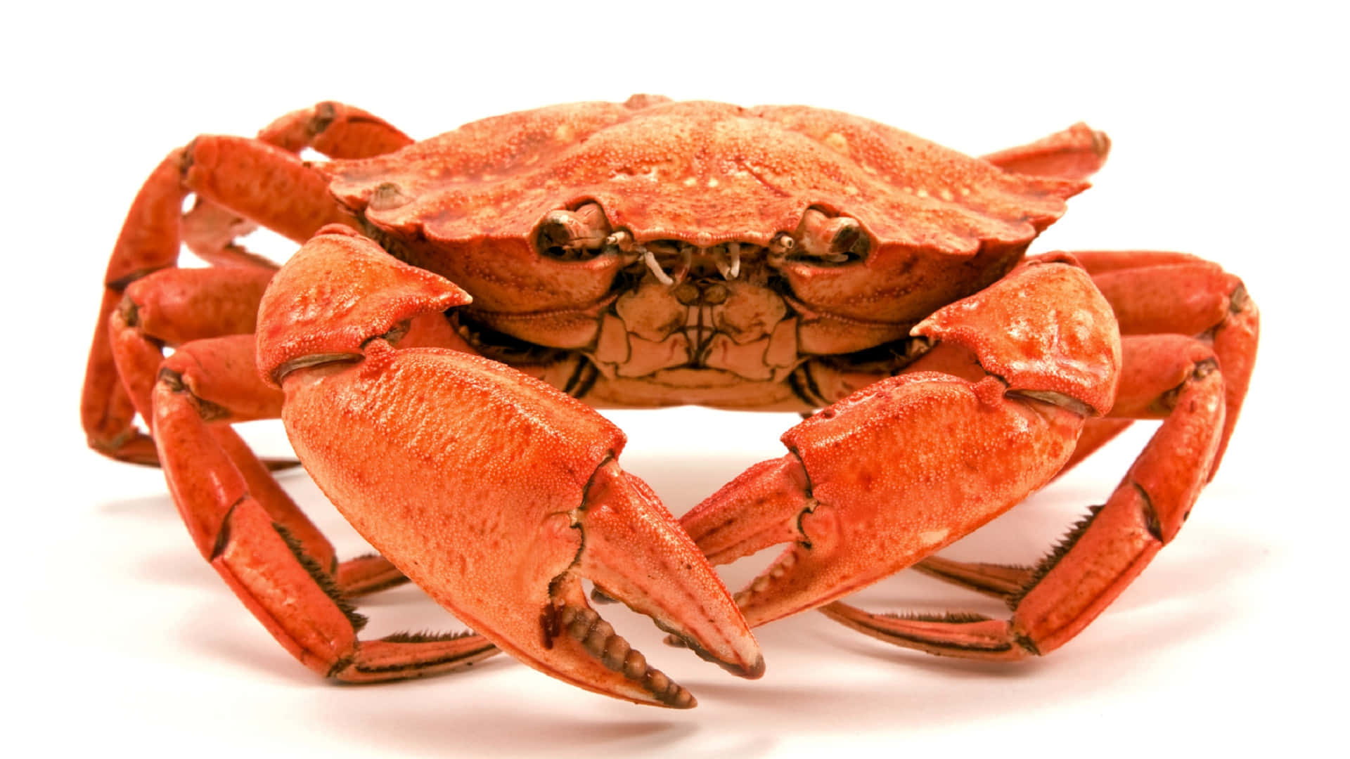 Red Crab White Background Wallpaper