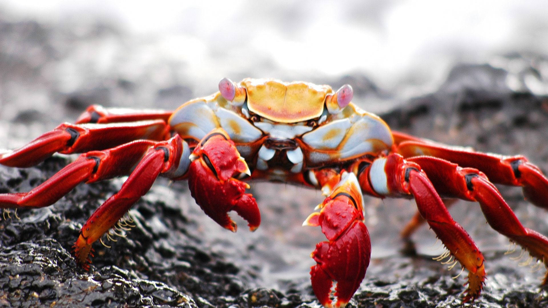 Red Crab With Massive Pincers Wallpaper