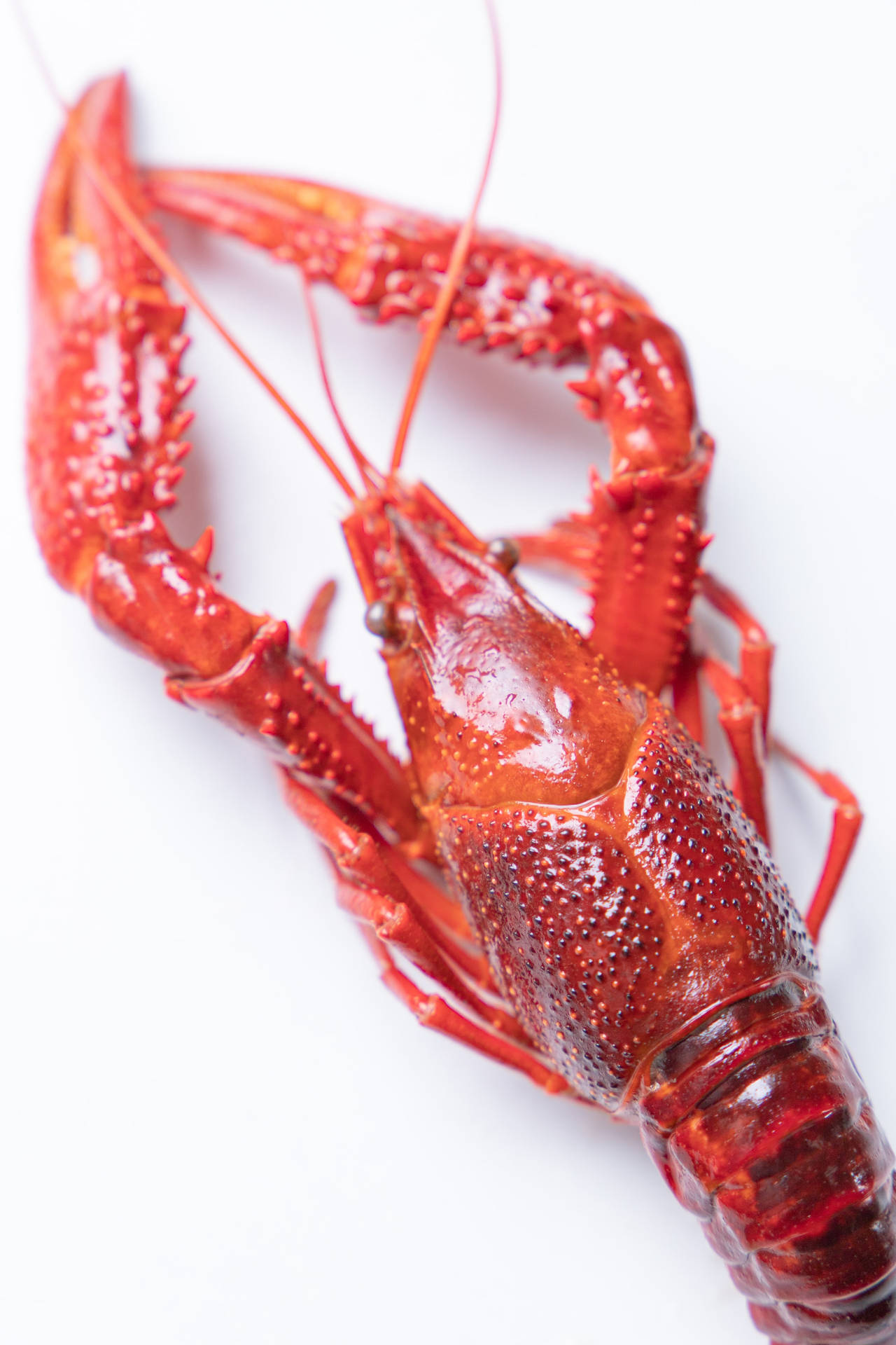 Top 999+ Crayfish Wallpaper Full HD, 4K✅Free to Use