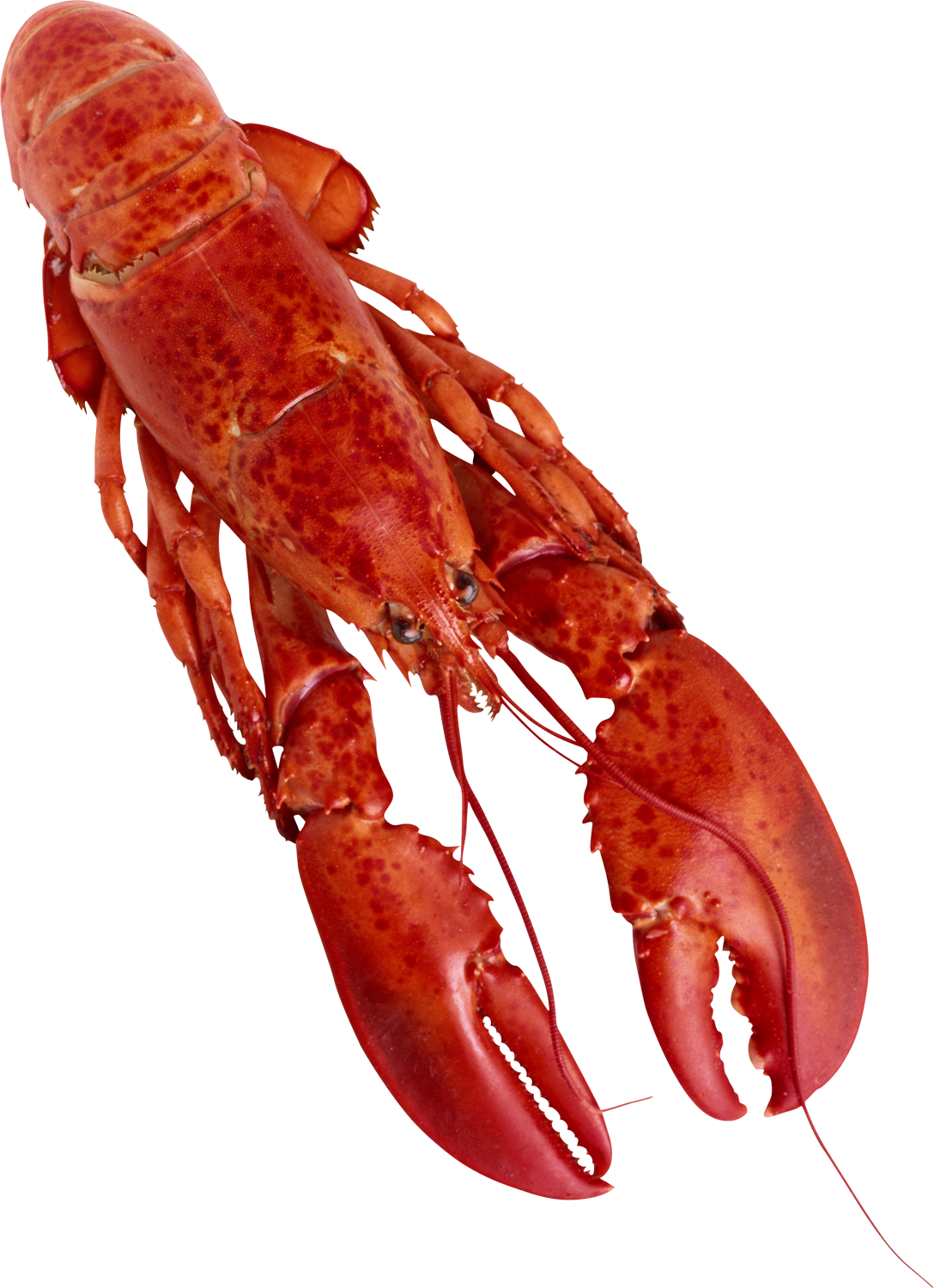 Red Crayfish Isolatedon Transparent Background PNG