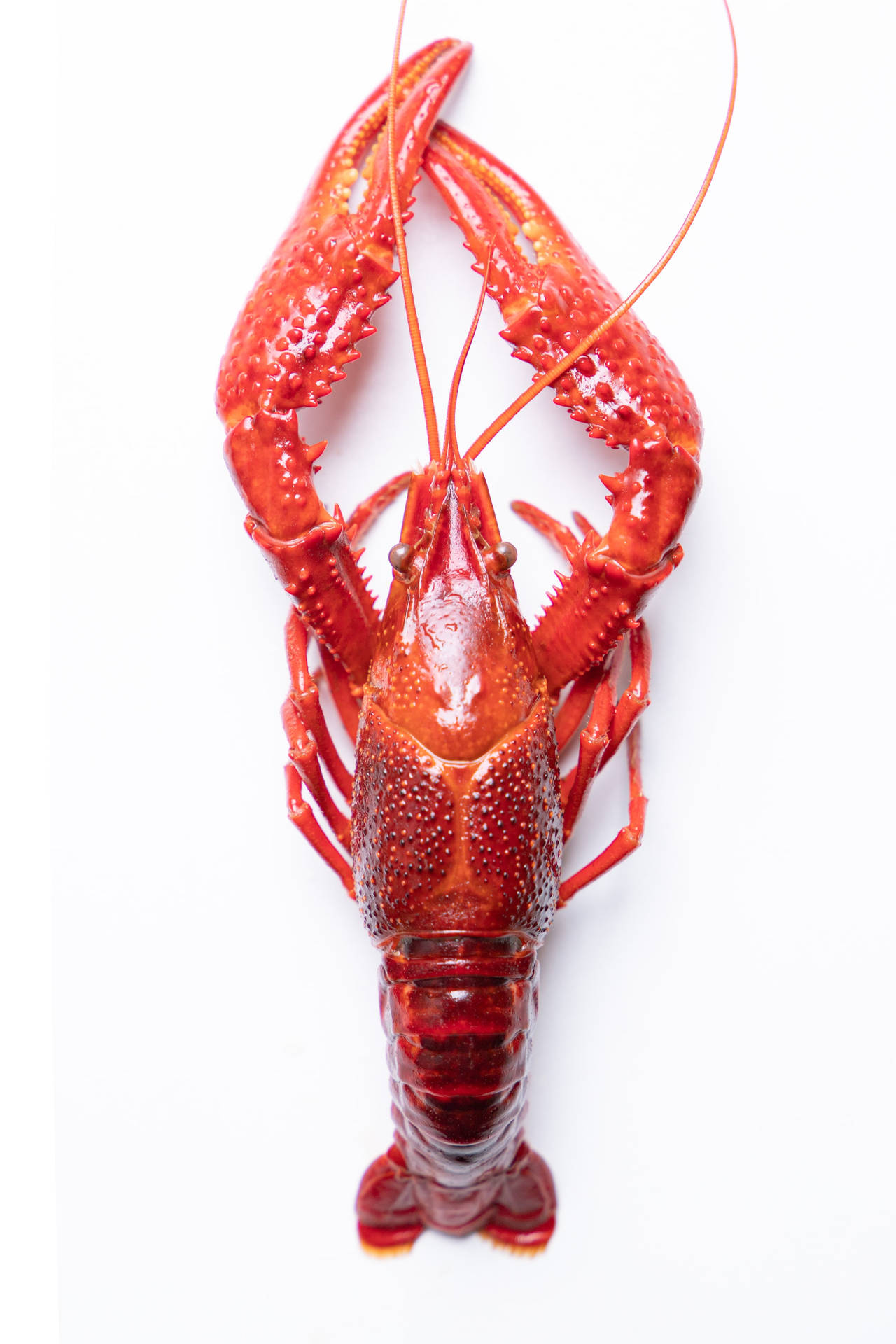 Red Crayfish Sea Lobster In White Wallpaper