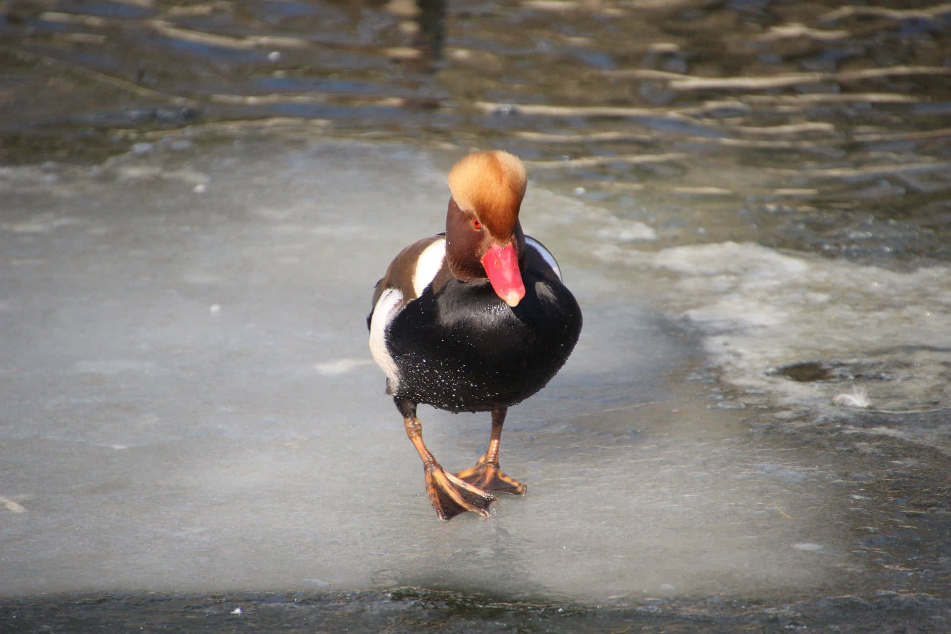 Red Crested Pochard On Ice Wallpaper