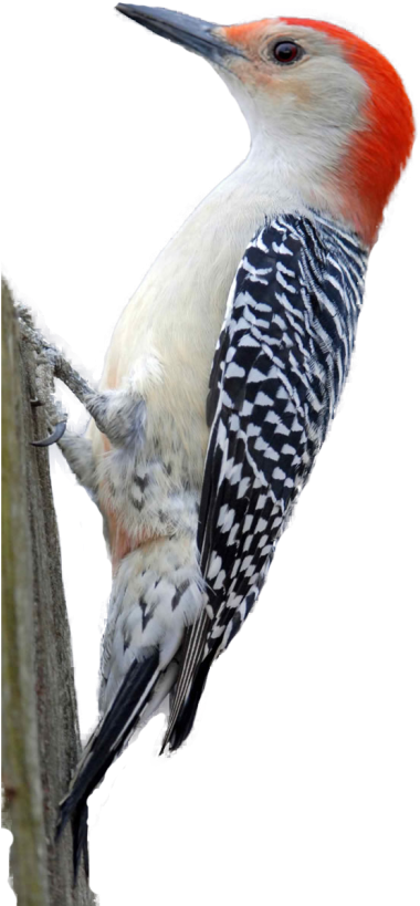 Red Crested Woodpecker Perched PNG