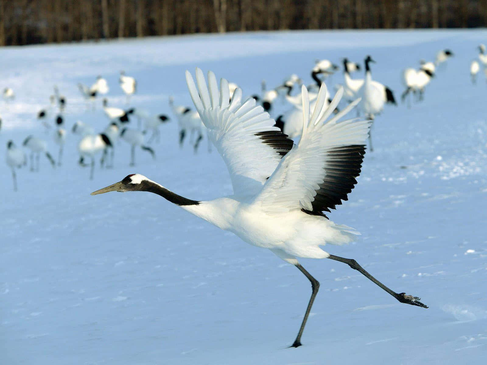 Roodgekroonde Kraanvogel In Besneeuwd Veld.jpg Achtergrond