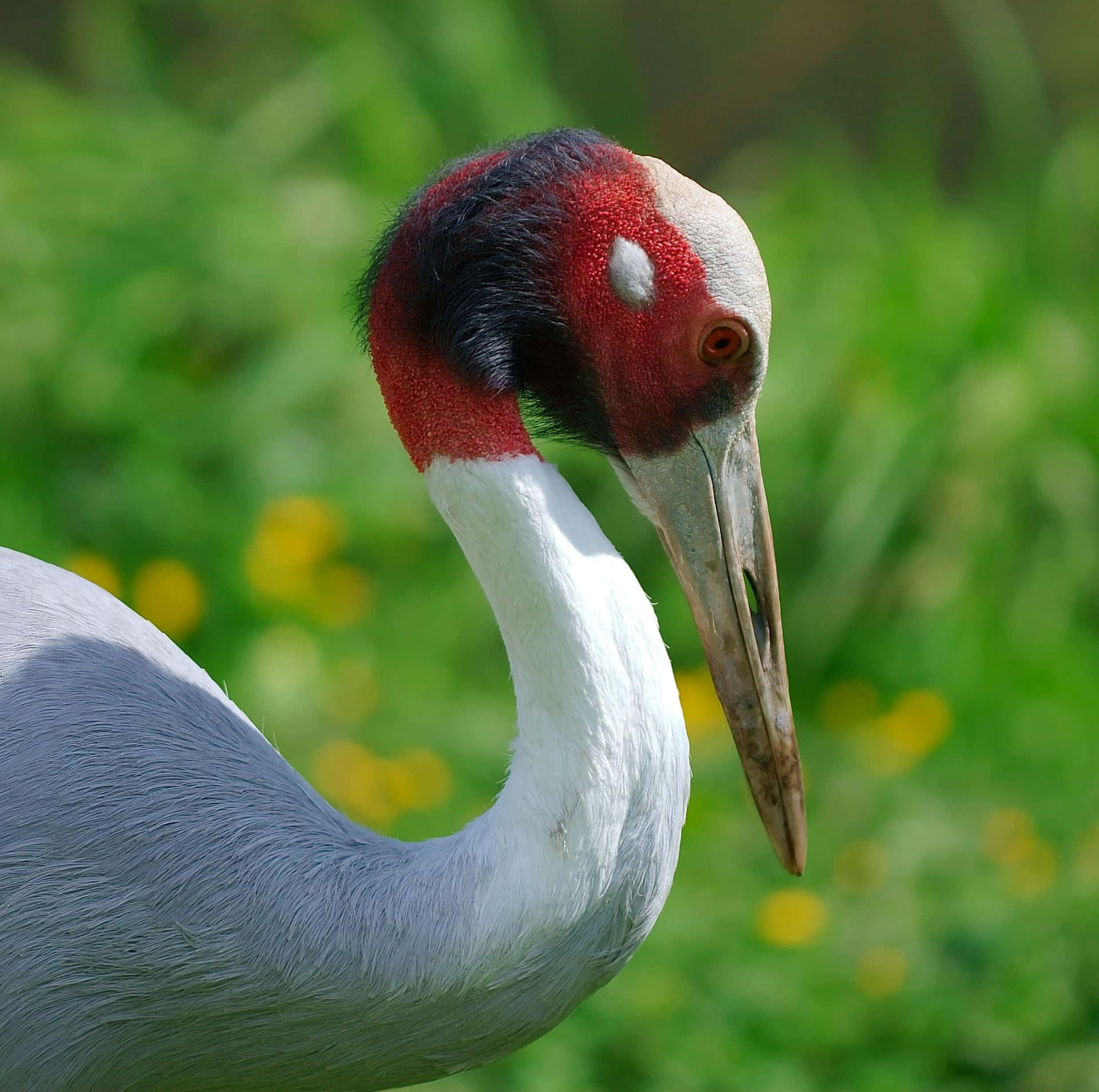 Red Crowned Crane Portrait Wallpaper