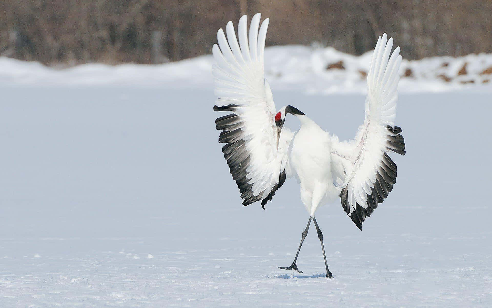 Red Crowned Crane Snow Dance.jpg Wallpaper