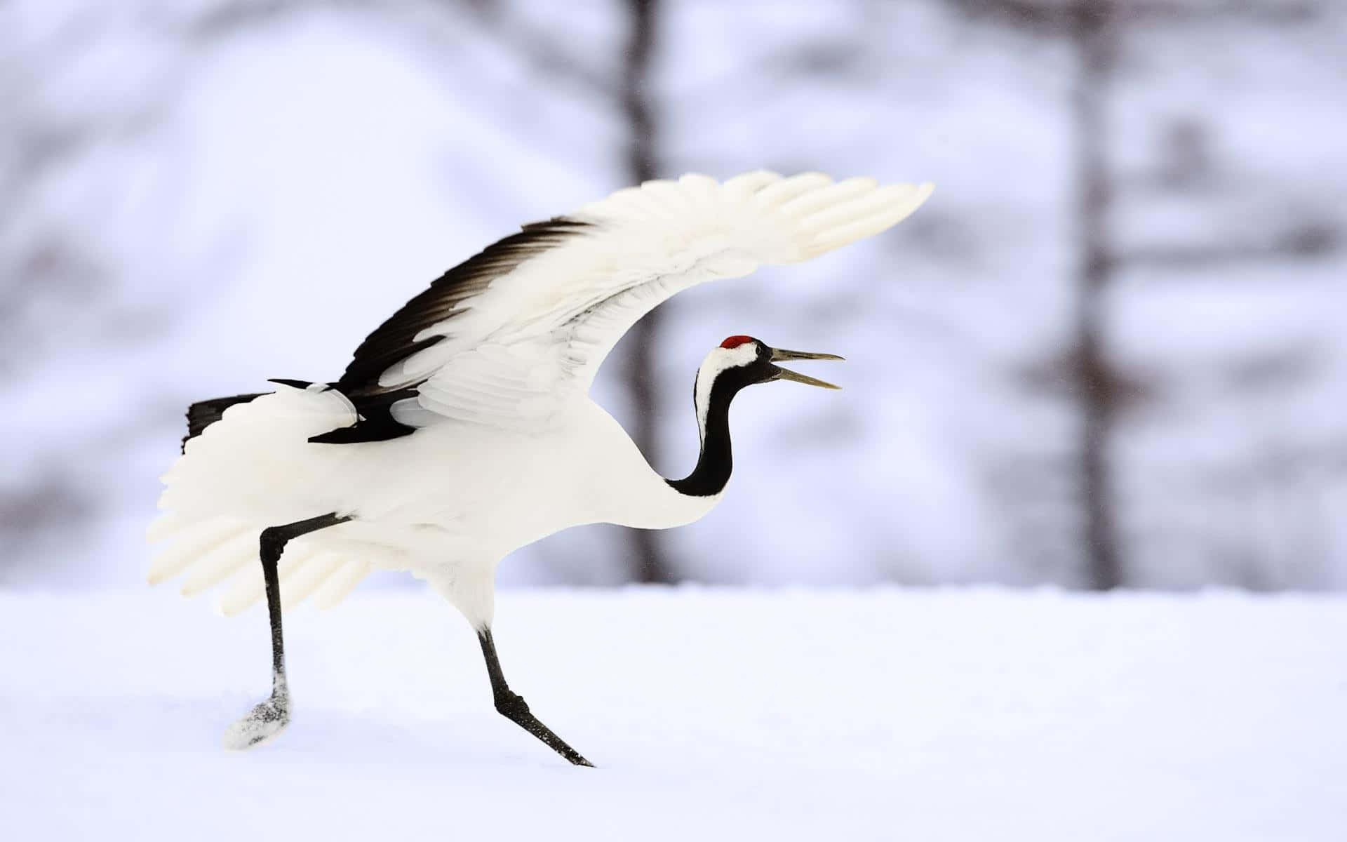 Roodgekroonde Kraanvogel In Sneeuw Achtergrond