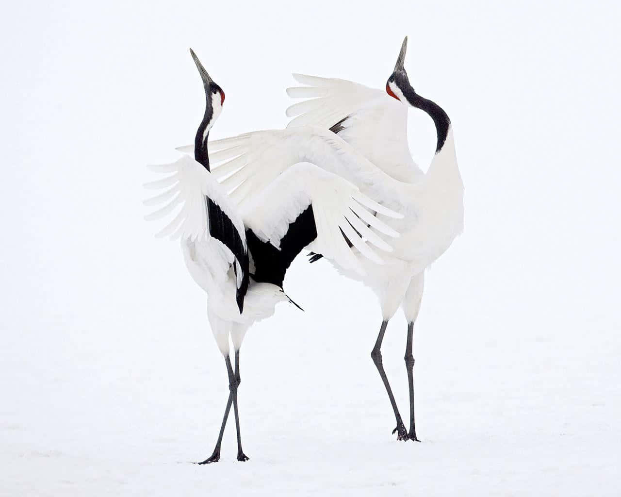 Roodgekroonde Kraanvogels In Sneeuwdans.jpg Achtergrond