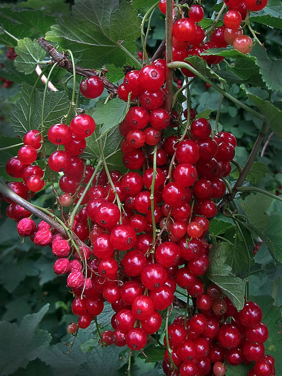 Bayasde Grosella Roja: Fruta Estética De Planta. Fondo de pantalla