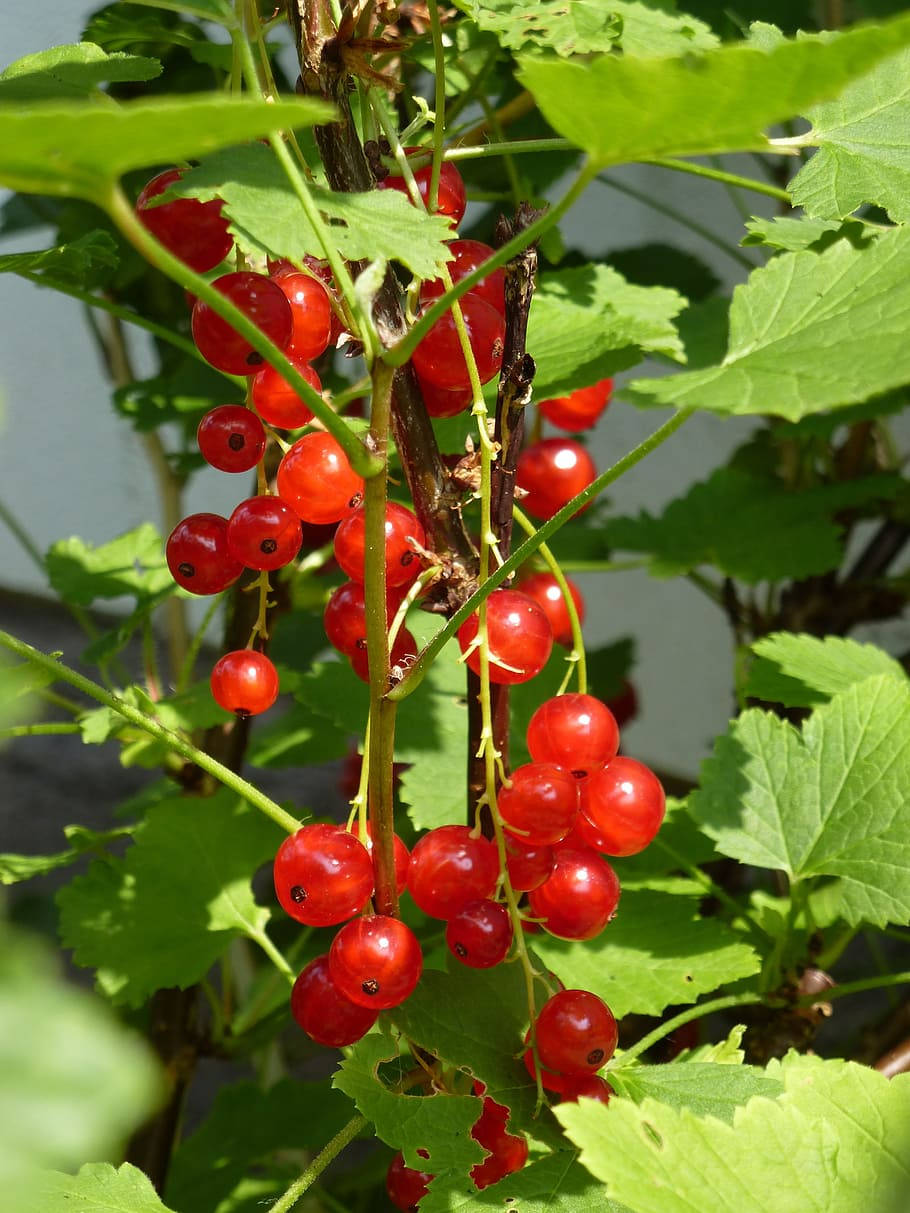 Ciliegiedi Ribes Rosso Fresche E Frutti Pianta. Sfondo