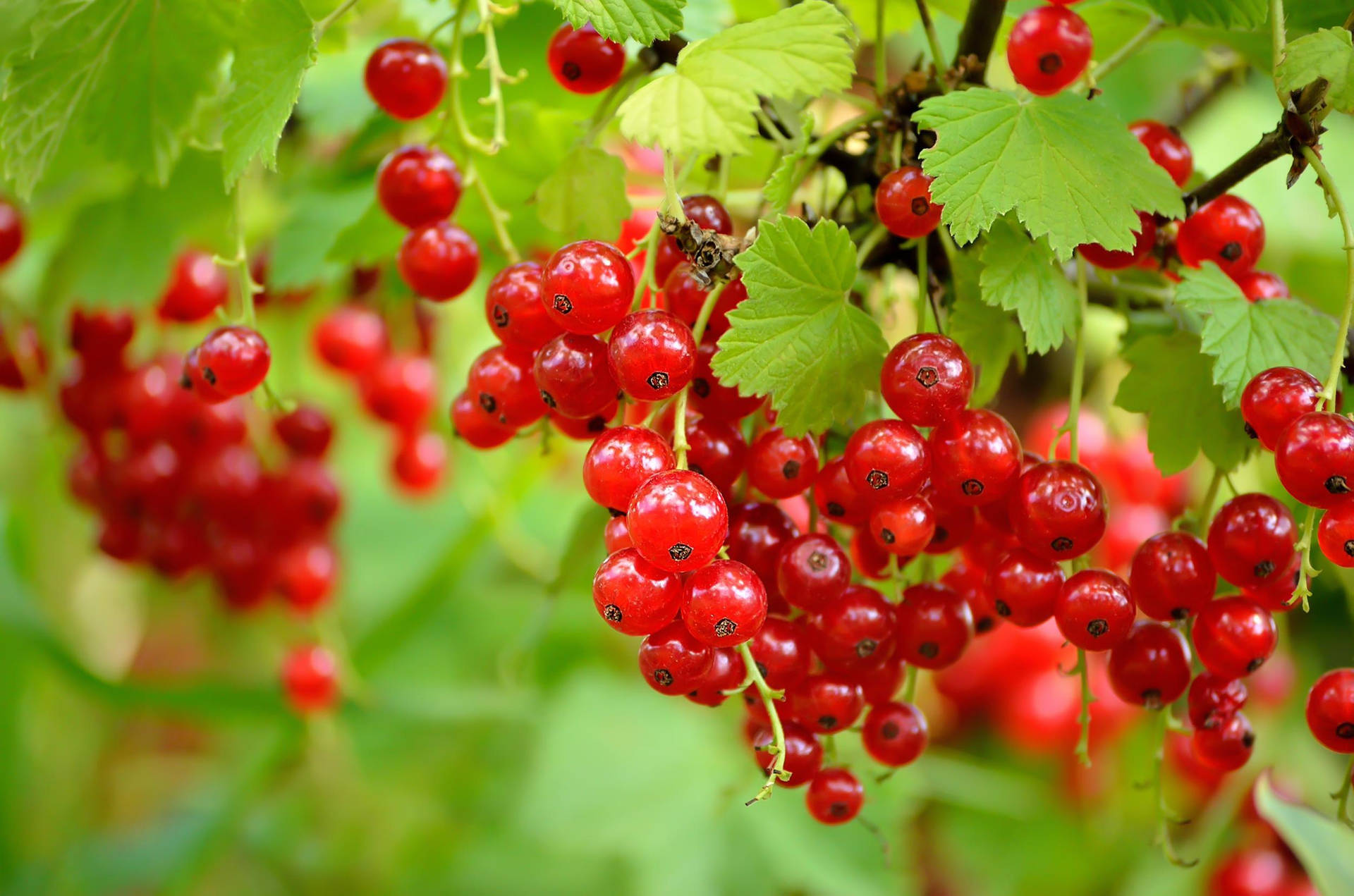 Red Currant Berries Leaves Garden Plantation Wallpaper