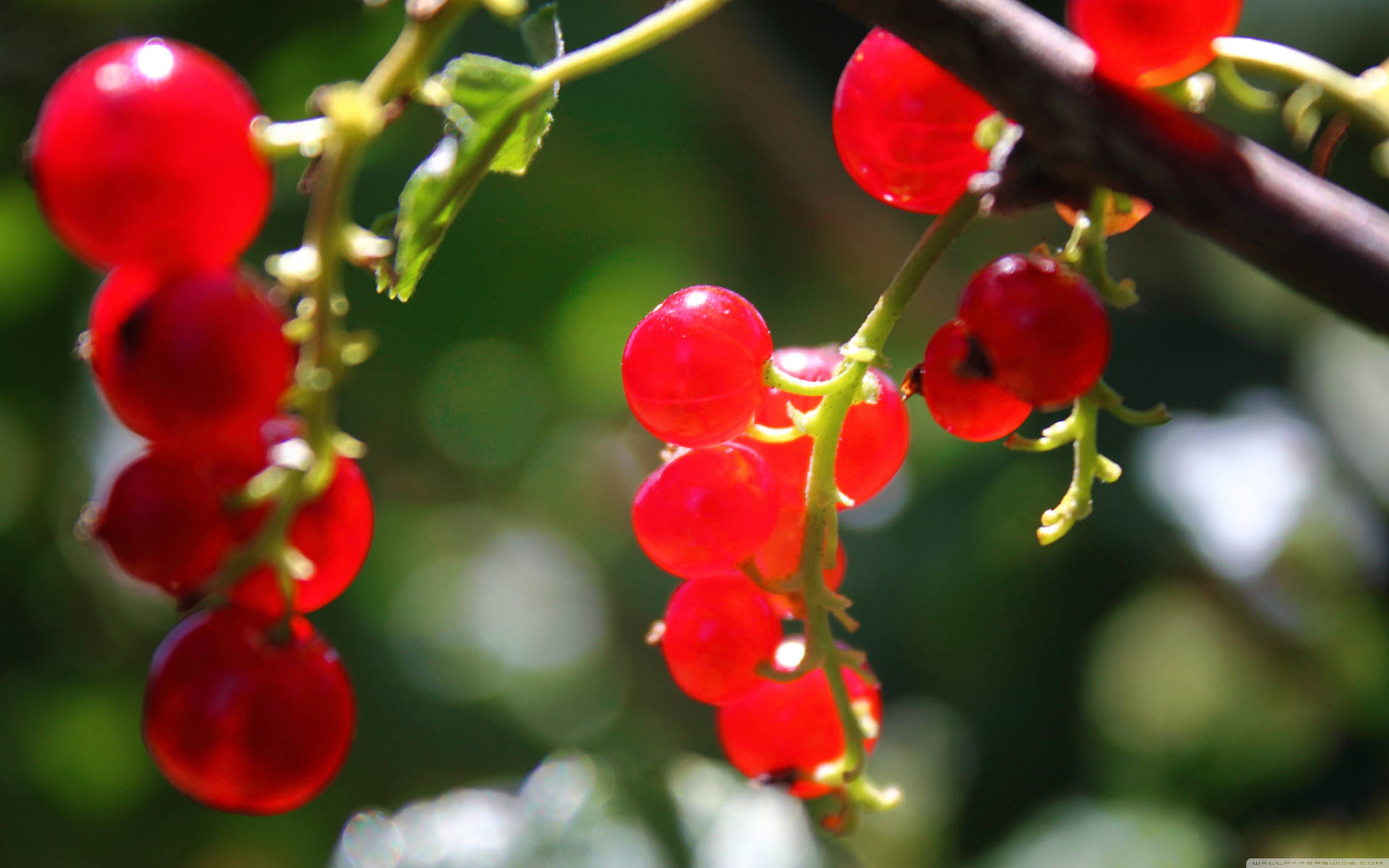 Fruttidi Ribes Rosso - Pianta Di Frutta Tropicale Sfondo