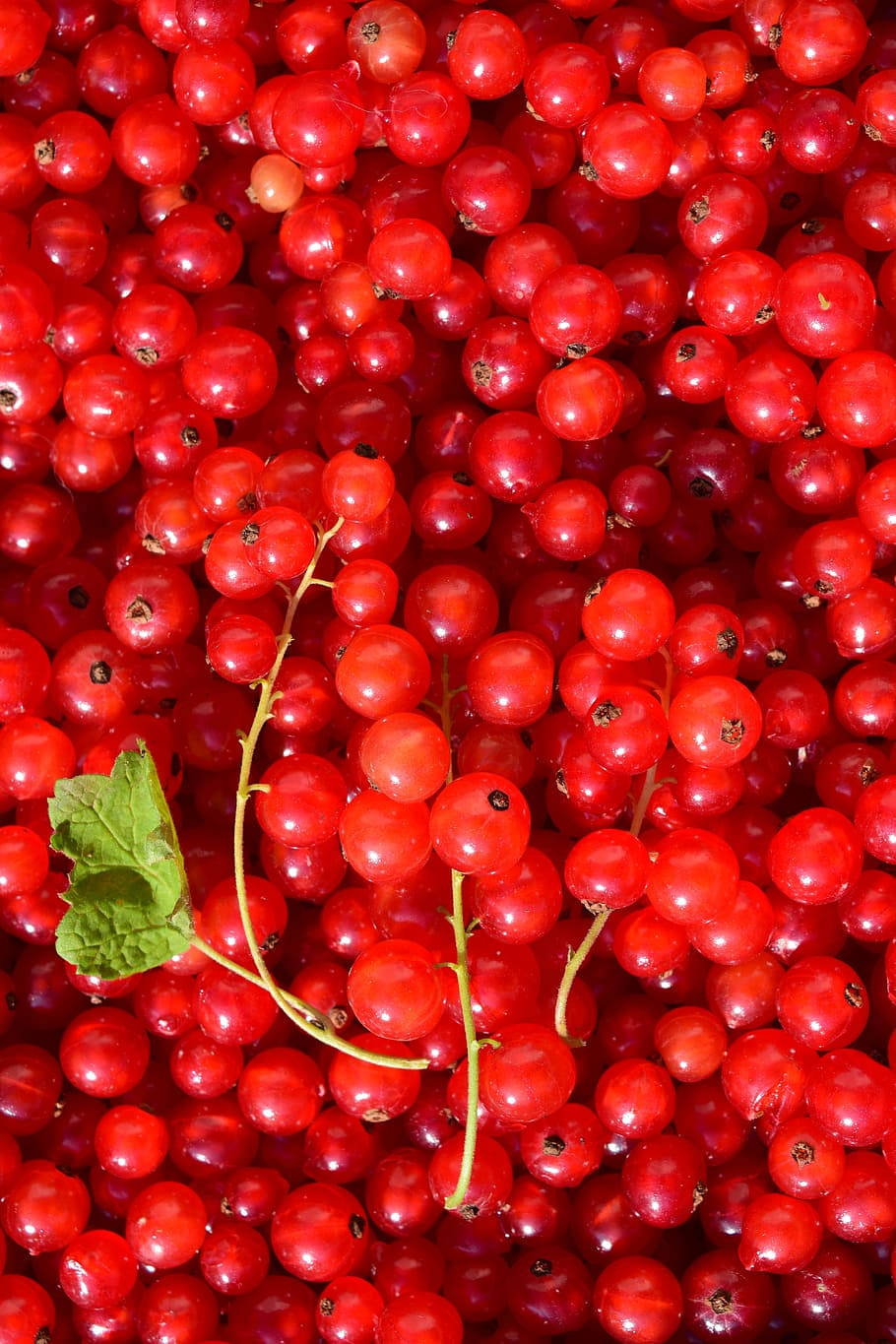 Red Currant Fresh Fruits Pile Wallpaper