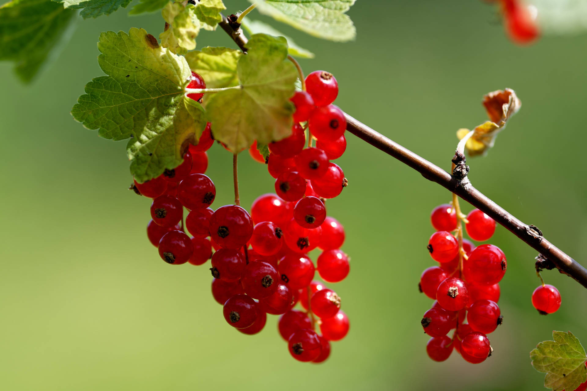 Rotejohannisbeere - Ribes-pflanze Wallpaper