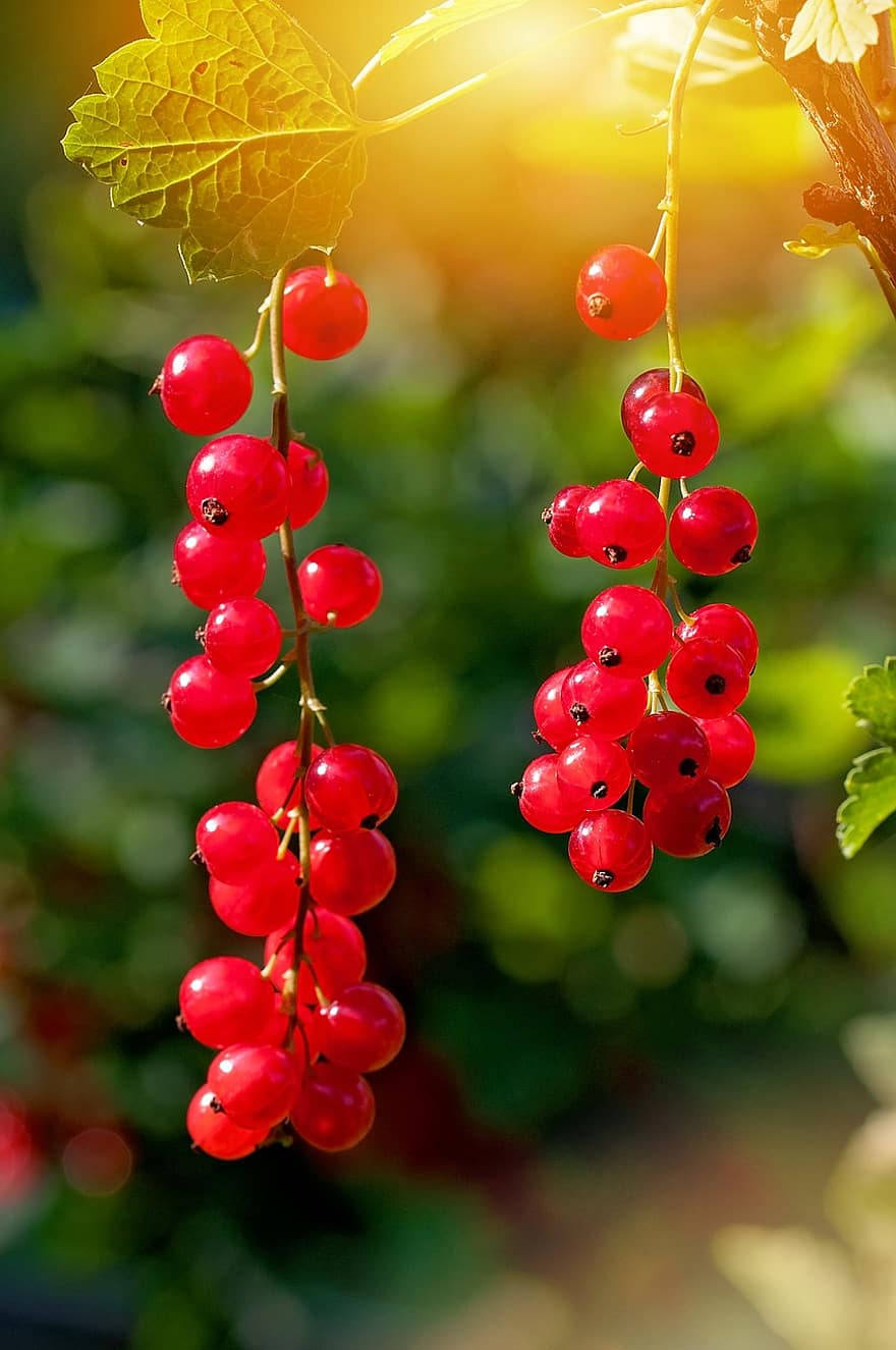Red Currant Fruits Hanging Plant Sunlight Wallpaper