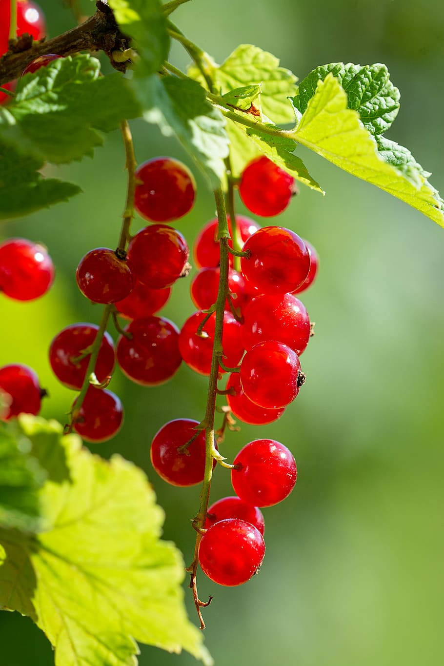 Red Currant Sweet Fruits Hanging Plant Wallpaper