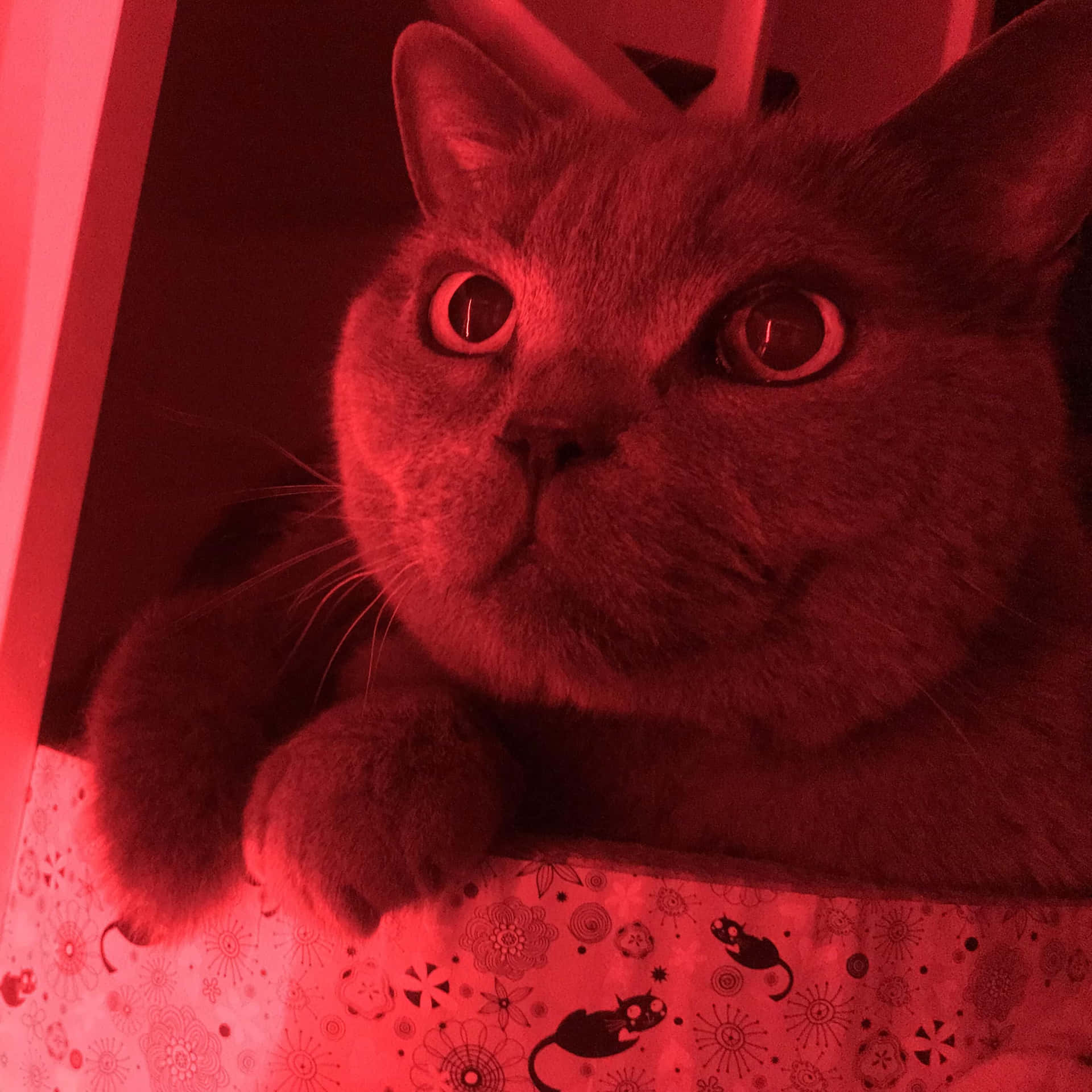Red Cute Cat PFP Wallpaper
