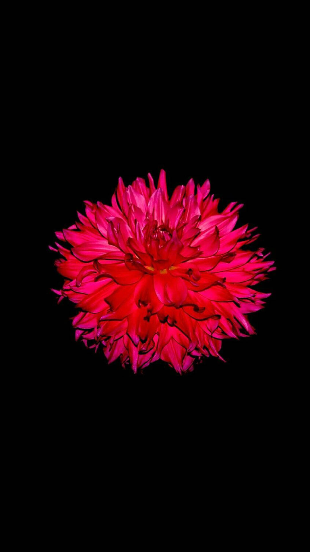 Red Dahlia Bud Flower Apple Wallpaper